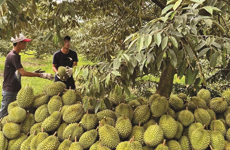 Tình hình xuất khẩu sầu riêng hiện nay